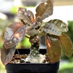 ドルステニア・フォエチダ