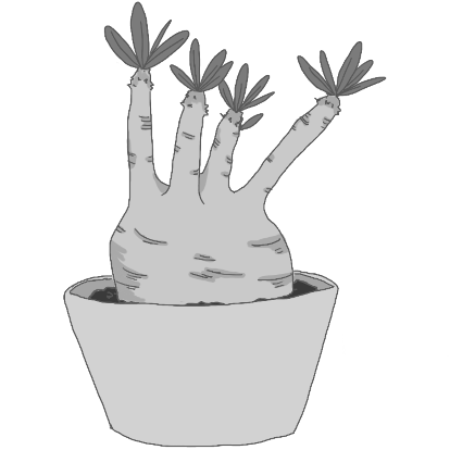 奥が深い塊根植物