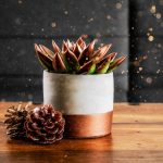 エケベリアと松ぼっくり