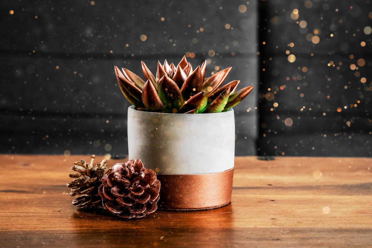 エケベリアと松ぼっくり