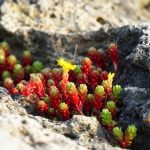 岩の間に生えているタイトゴメ