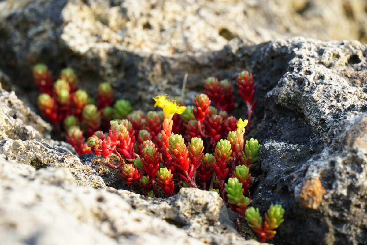 岩の間に生えているタイトゴメ