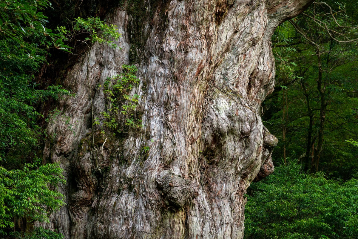 巨大な古木
