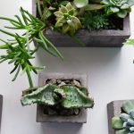 コンクリートの鉢に入っ た多肉植物