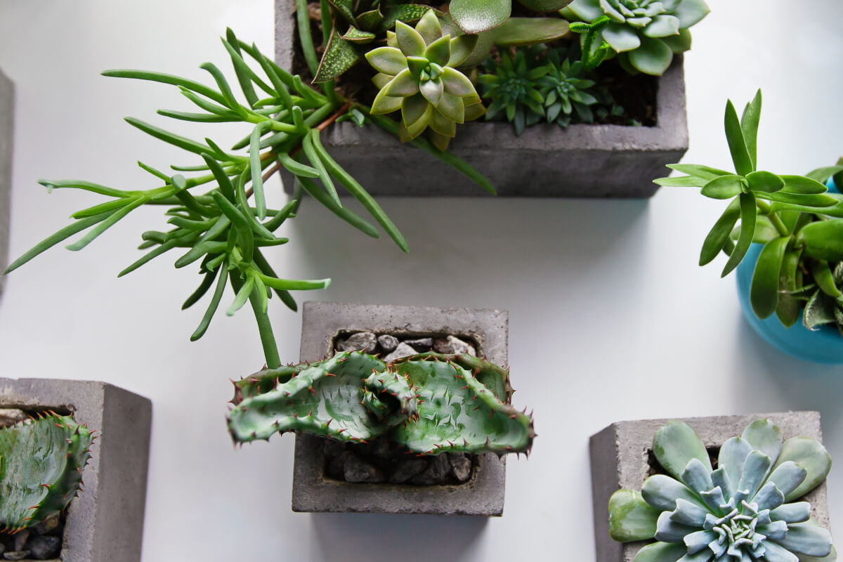 コンクリートの鉢に入っ た多肉植物